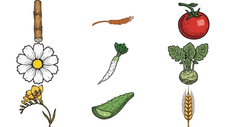 리노컷 AI 일러스트 벡터 이미지 무료 다운로드 | 사탕수수 줄기