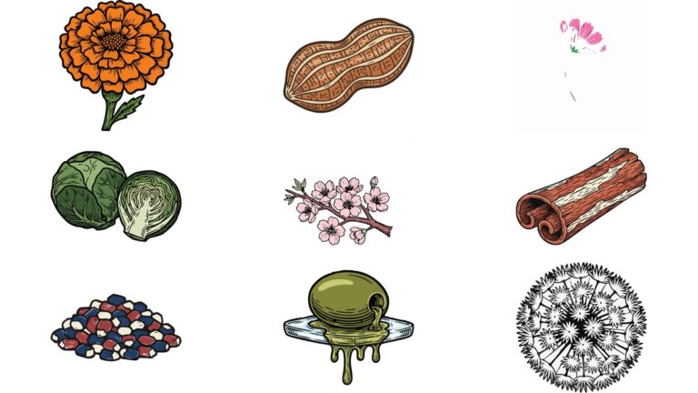 리노컷 AI 일러스트 벡터 이미지 무료 다운로드 | 주황색 메리골드