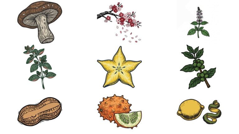 리노컷 AI 일러스트 벡터 이미지 무료 다운로드 | 말린 표고버섯 주름