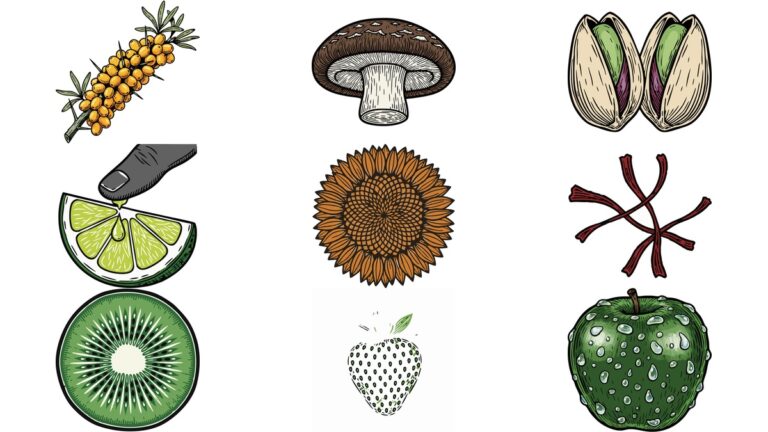 리노컷 AI 일러스트 벡터 이미지 무료 다운로드 | 산자나무 열매